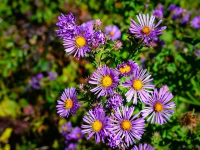 Aster Crypto: What It Is and What the Price Action Means